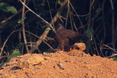 Galloperdix spadicea