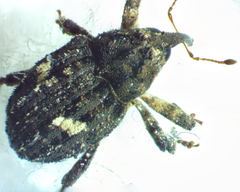 Eubulus bisignatus