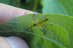 Xanthopimpla rhopaloceros