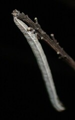 Catocala abbreviatella