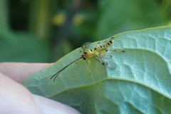 Xanthopimpla rhopaloceros