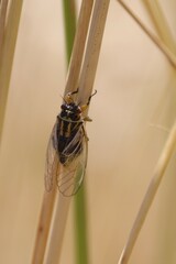 Mugadina marshalli