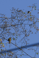 Rubigula flaviventris