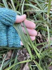Liriope
