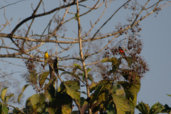 Pericrocotus flammeus