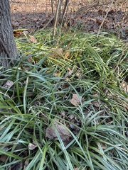 Liriope