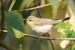 Phylloscopus trochiloides