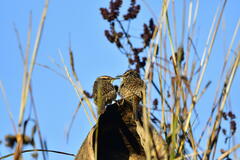 Campylorhynchus gularis