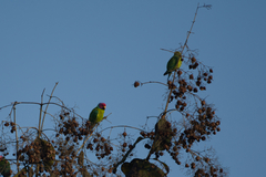 Psittacula cyanocephala