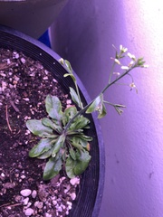 Arabidopsis thaliana