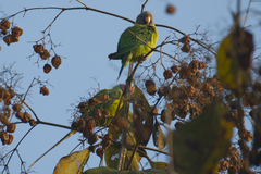 Psittacula cyanocephala
