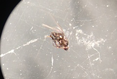 Pseudopachychaeta ruficeps