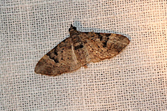 Mnesiloba eupitheciata