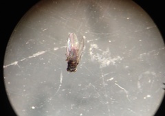 Pseudopachychaeta ruficeps