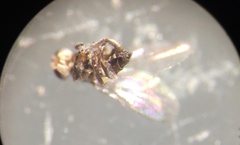 Pseudopachychaeta ruficeps