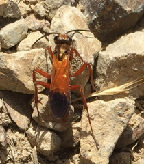 Sphictostethus nitidus