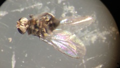 Pseudopachychaeta ruficeps