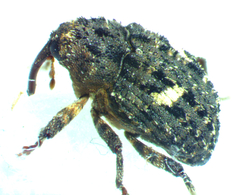 Eubulus bisignatus