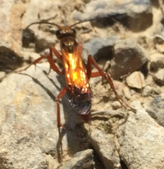 Sphictostethus nitidus