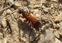 Sphictostethus nitidus