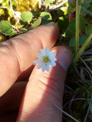 Stellaria longipes