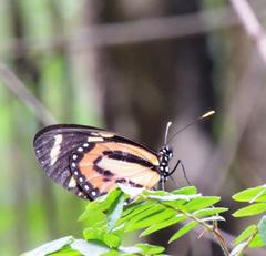 Lycorea halia discreta