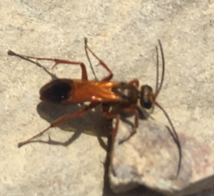 Sphictostethus nitidus