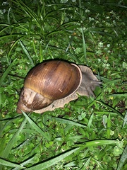 Megalobulimus