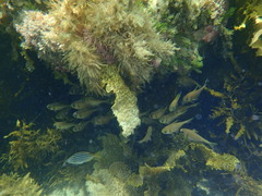 Pempheris compressa