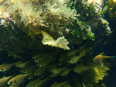 Pempheris compressa