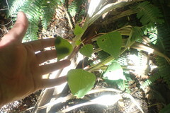 Homalanthus populifolius