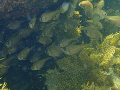 Pempheris compressa