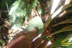 Homalanthus populifolius