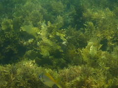 Schuettea scalaripinnis