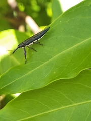 Rhinotia lineata