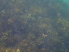 Schuettea scalaripinnis