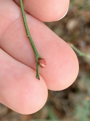 Vaccinium elliottii