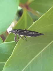 Rhinotia lineata