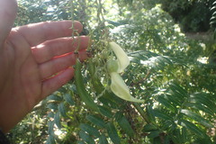 Clianthus puniceus