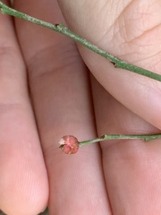 Vaccinium elliottii