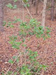 Ilex opaca