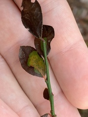 Vaccinium elliottii