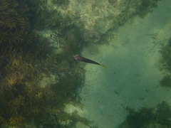 Atypichthys strigatus