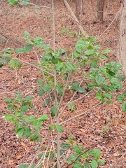 Ilex opaca