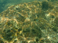 Atypichthys strigatus