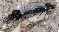 Mythicomyiidae