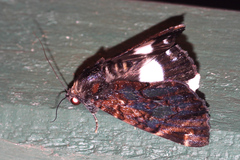 Catephia linteola