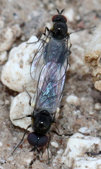 Mythicomyiidae