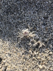 Ocypode occidentalis