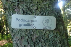 Afrocarpus gracilior